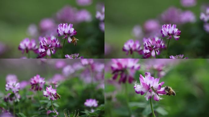 蜜蜂采花