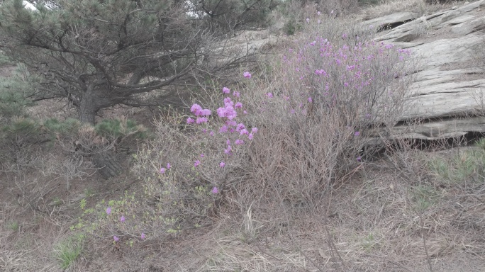 航拍威海市环翠区羊亭镇火焰顶山上的映山红