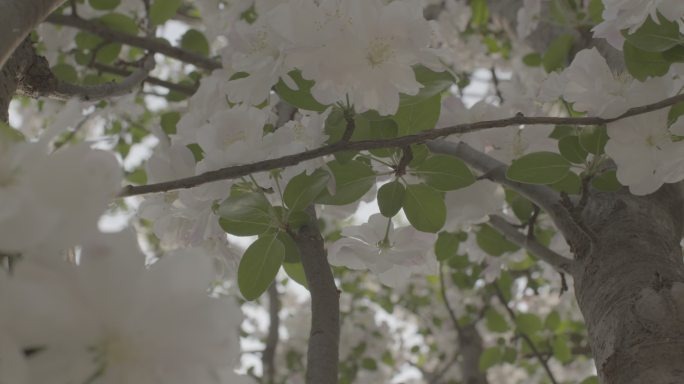 夏季园区粉色鲜花原素材高画质