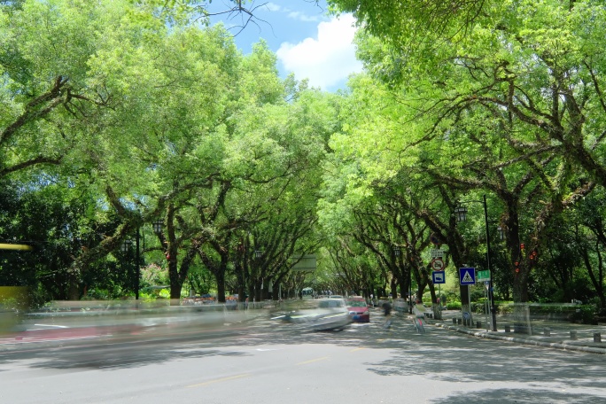 桂林老城区 街道街景 城市道路 林荫大道