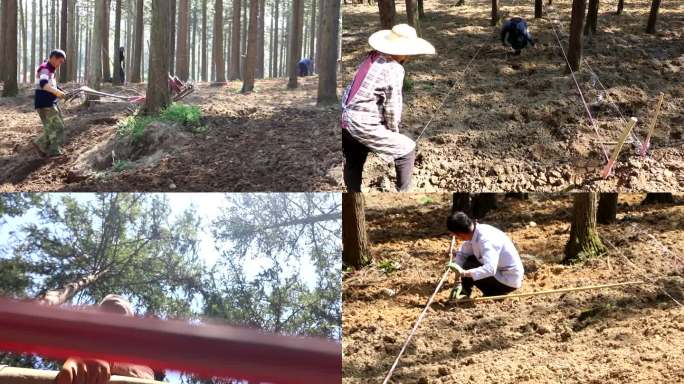 中药材种植林下经济犁土划线监控工人劳动