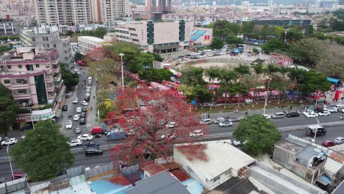 广东东莞：122年树龄古木棉树满树开花