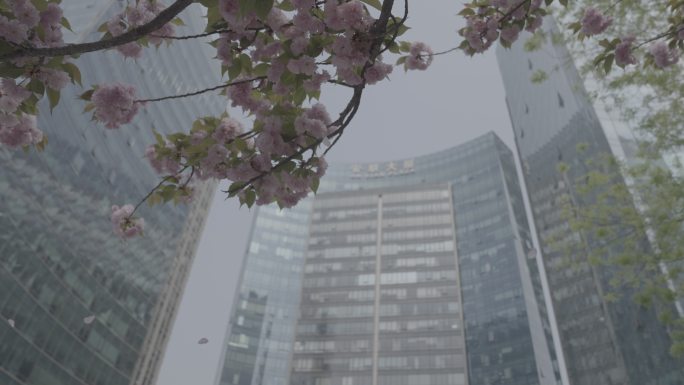 北京国贸CBD环境办公楼春天花开