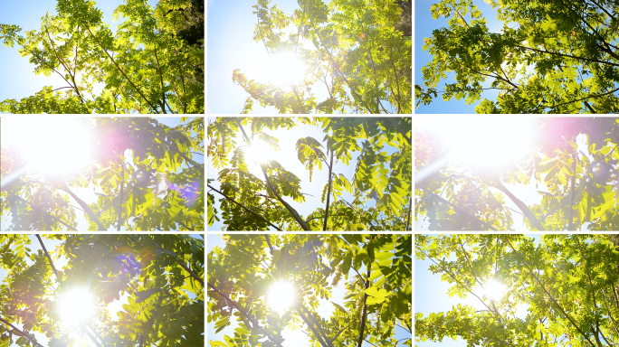 多组镜头夏天光影树叶空镜小清新逆光
