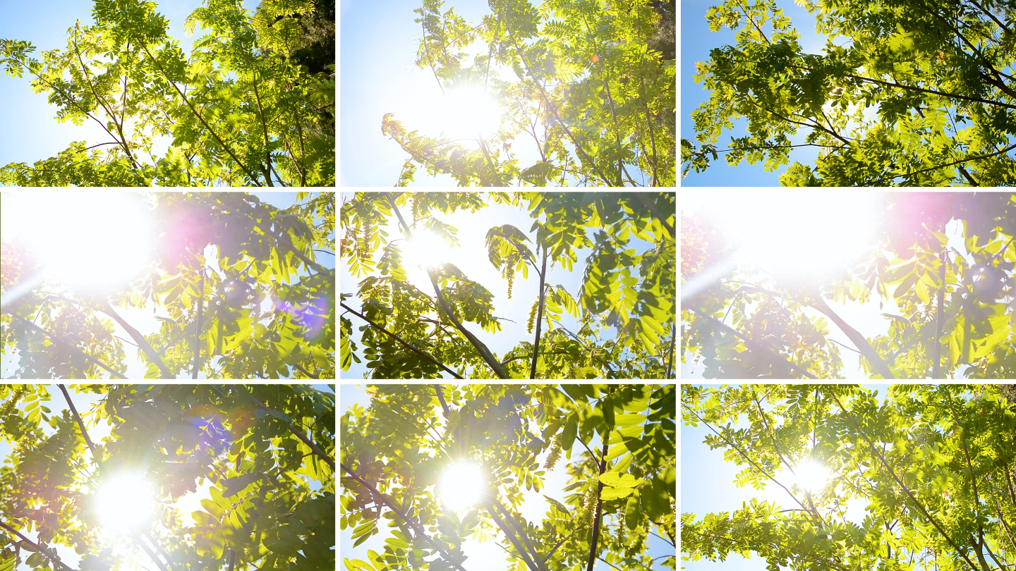 多组镜头夏天光影树叶空镜小清新逆光