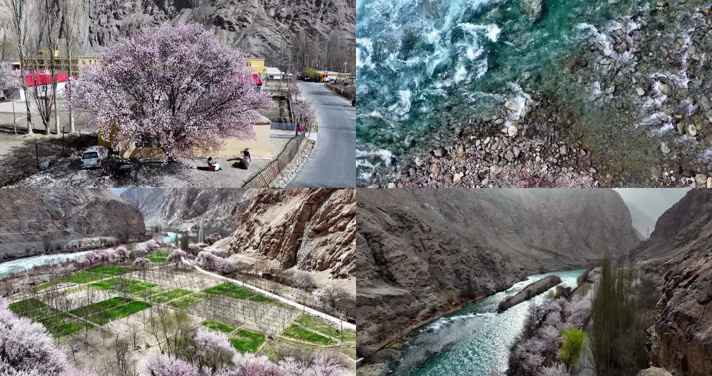 （合集）新疆南疆杏花村春天风光航拍