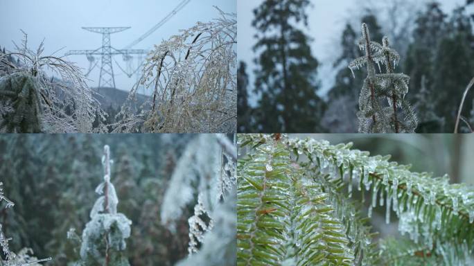 冰天雪地森林植物结冰