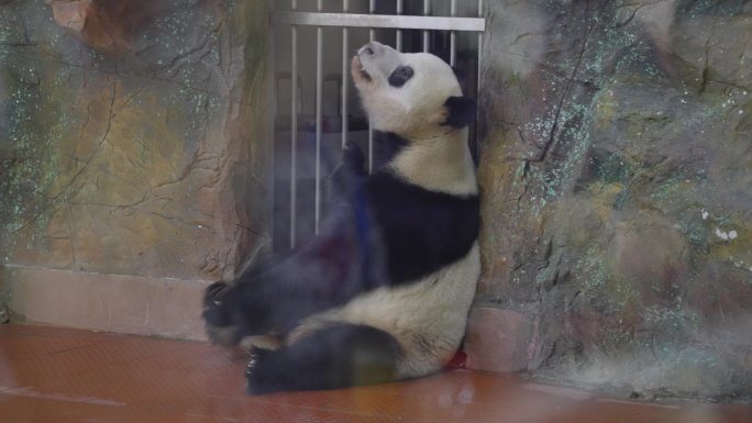 2024广州动物园大熊猫雅一星一