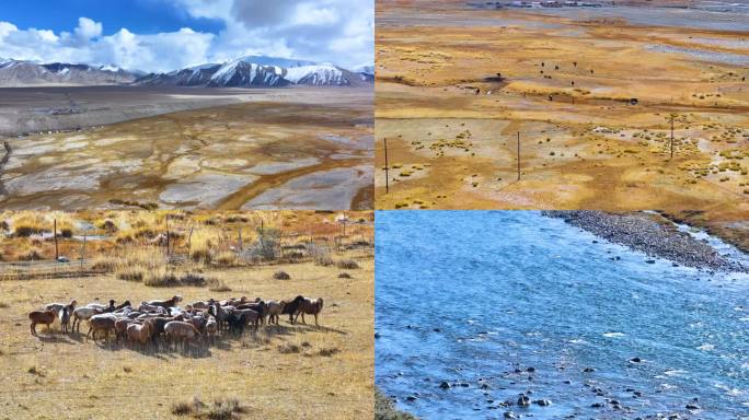 新疆昆仑雪山牲畜群A