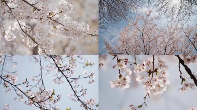 春季樱花 白色樱花 踏青美好季节