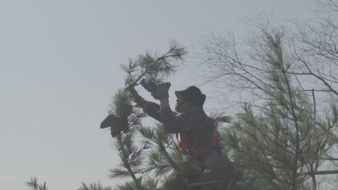 东北 红松 农民爬树 采摘