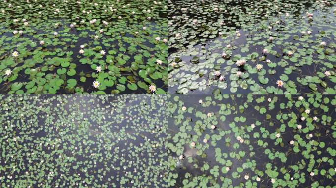 大观湿地公园日晕倒映在一池睡莲里4