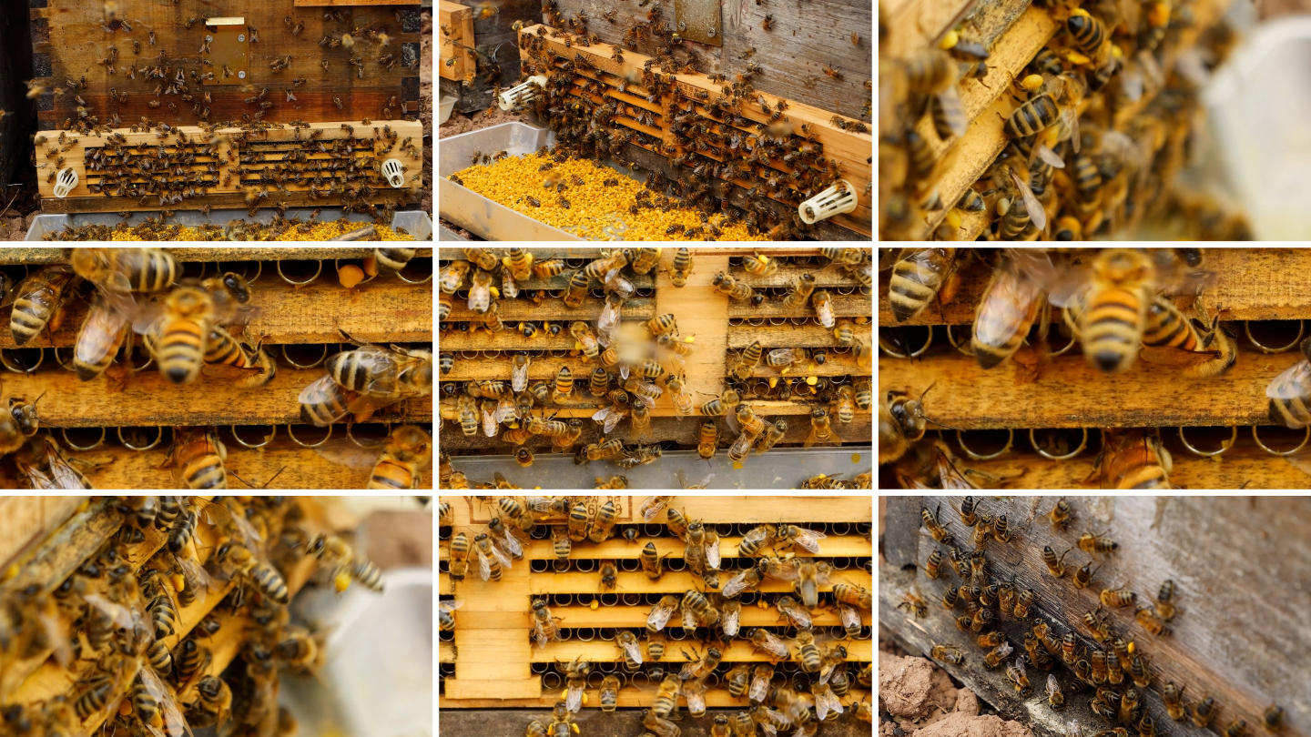 4K蜜蜂采蜜归巢多组镜头