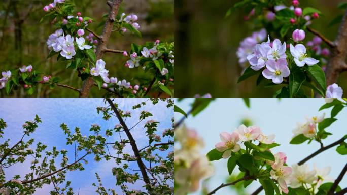 苹果花 苹果树 苹果