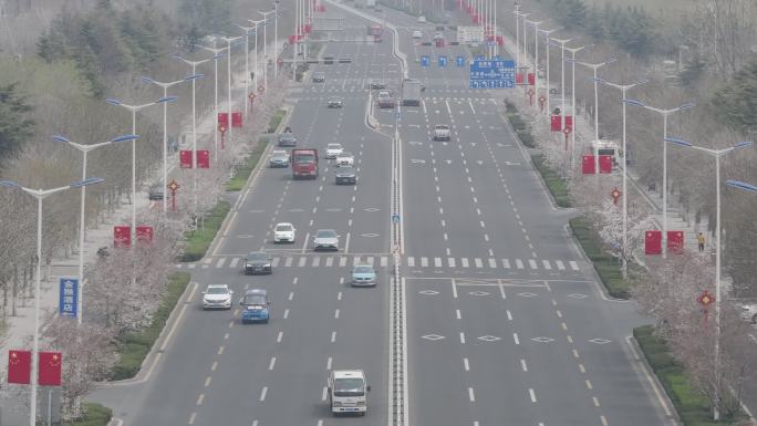 航拍威海高区世昌大道樱花大道春季景观