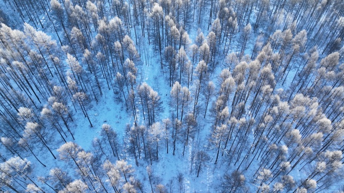 鸟瞰蓝色雪原森林红树梢