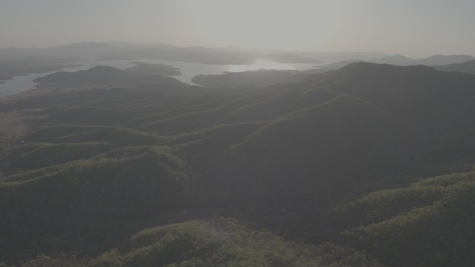 东北 松树林