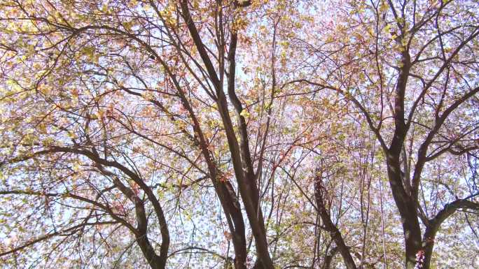 【原创实拍】春天繁花盛开的花树