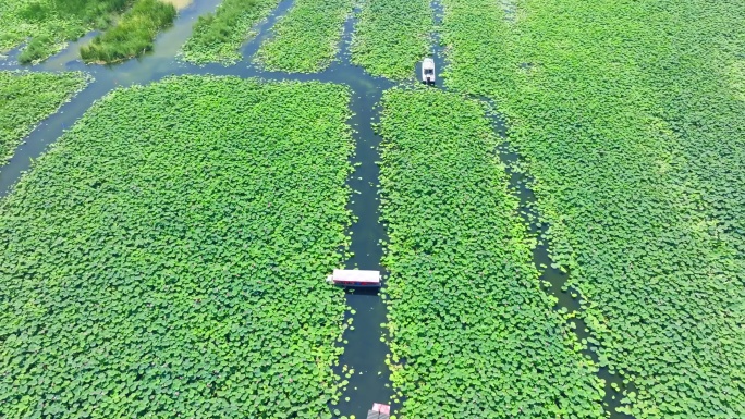 大片荷花池