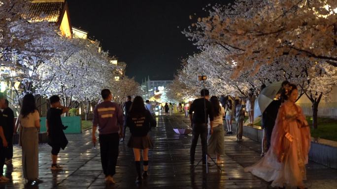 台州临海紫阳街樱花实拍C0103