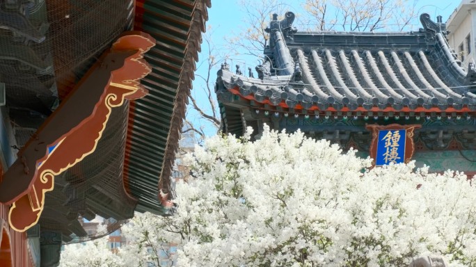 北京智化寺钟楼春天白丁香花盛开