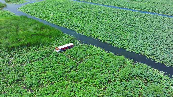 荷花池夏天荷花