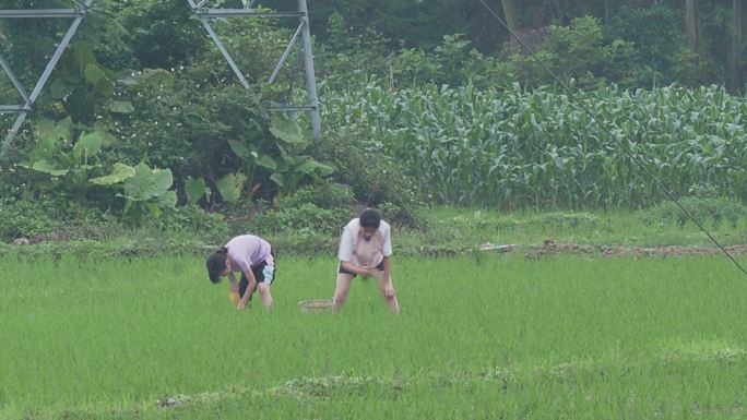 农村妇女在田里除杂草