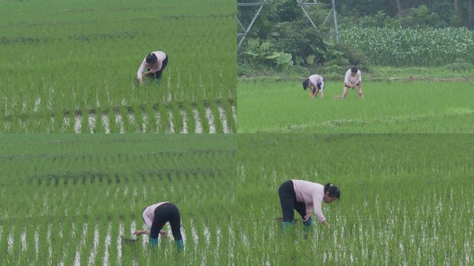 农村妇女在田里除杂草