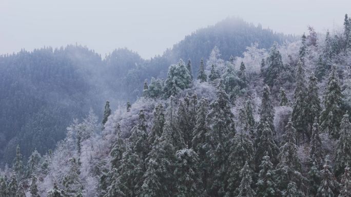 航拍大气森林雾凇雪景