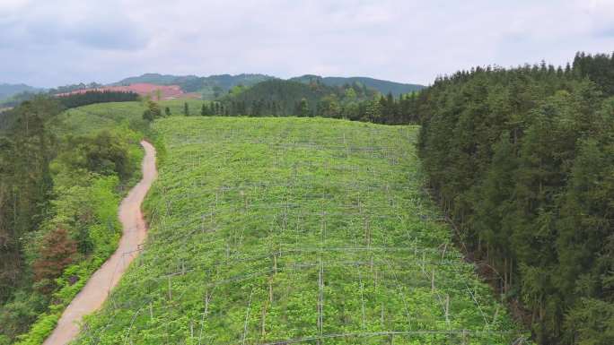 4k航拍蔬果基地猕猴桃基地果农乡村