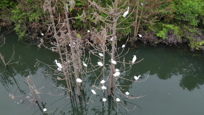 白鹤栖息湿地