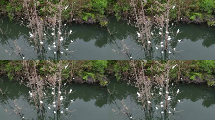 白鹤栖息湿地