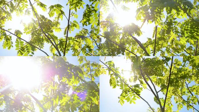 夏天阳光树叶-唯美小清新自然空镜