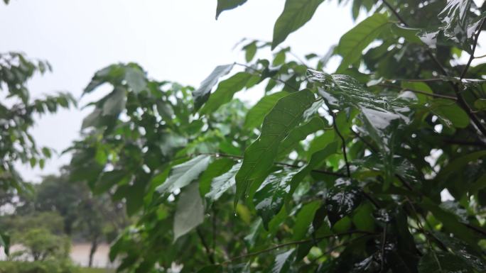 雨滴落在树叶上：超清慢镜头下的自然美景