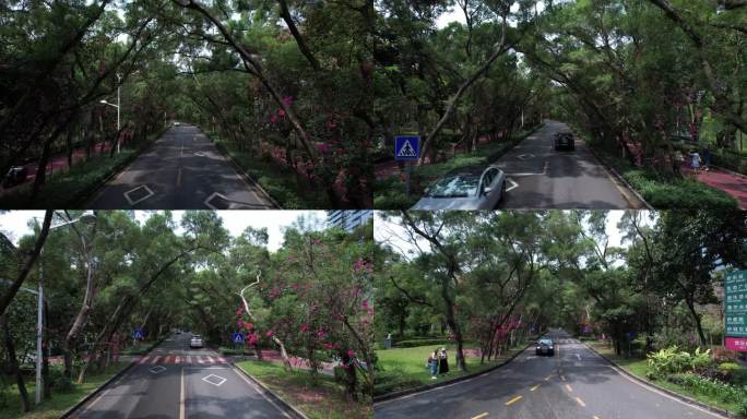 城市道路树木深圳香山中街