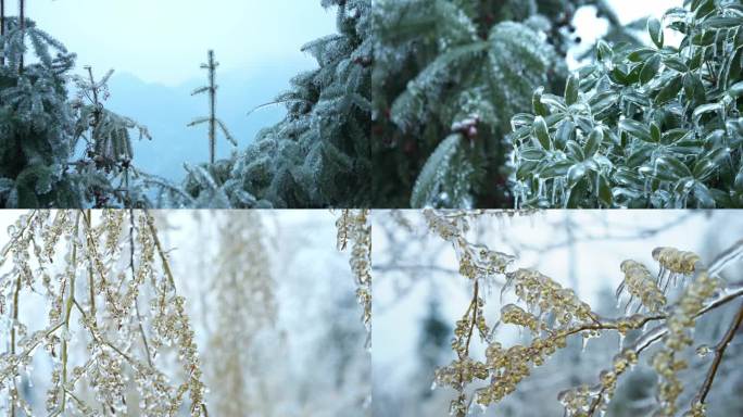 森林里的冰天雪地