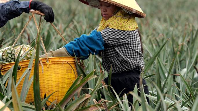 菠萝 菠萝成熟 菠萝採摘 湛江特产 水果