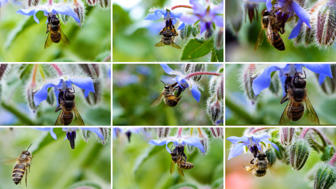 蜜蜂采蜜合集慢动作微距4K