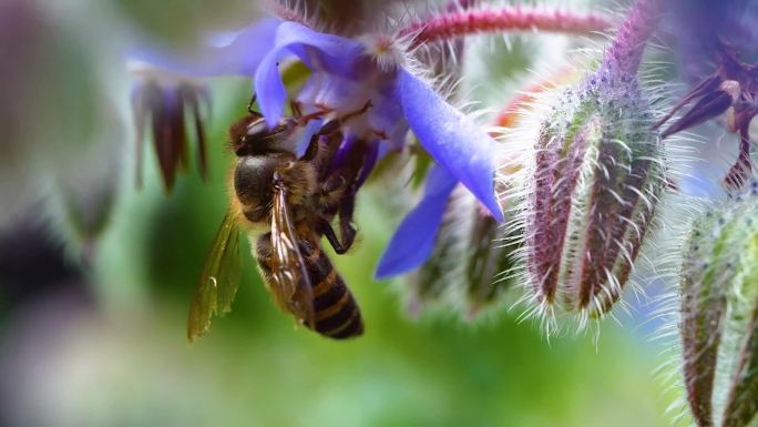 蜜蜂采蜜合集慢动作微距4K