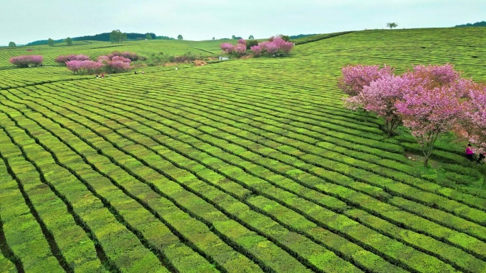 连绵起伏治愈系壮观茶园里的樱花四月晚樱