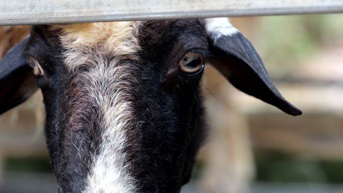黑羊 山羊 动物园 羊头 羊眼晴 羊咩