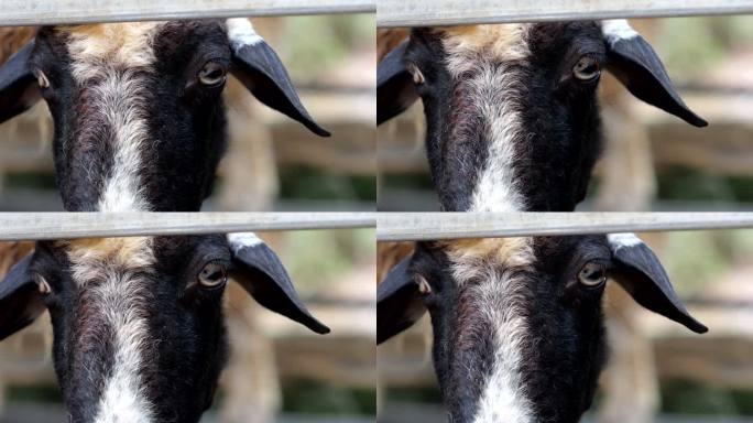 黑羊 山羊 动物园 羊头 羊眼晴 羊咩