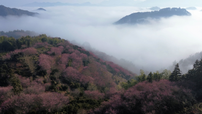 皖南歙县卖花渔村梅花云海日出航拍