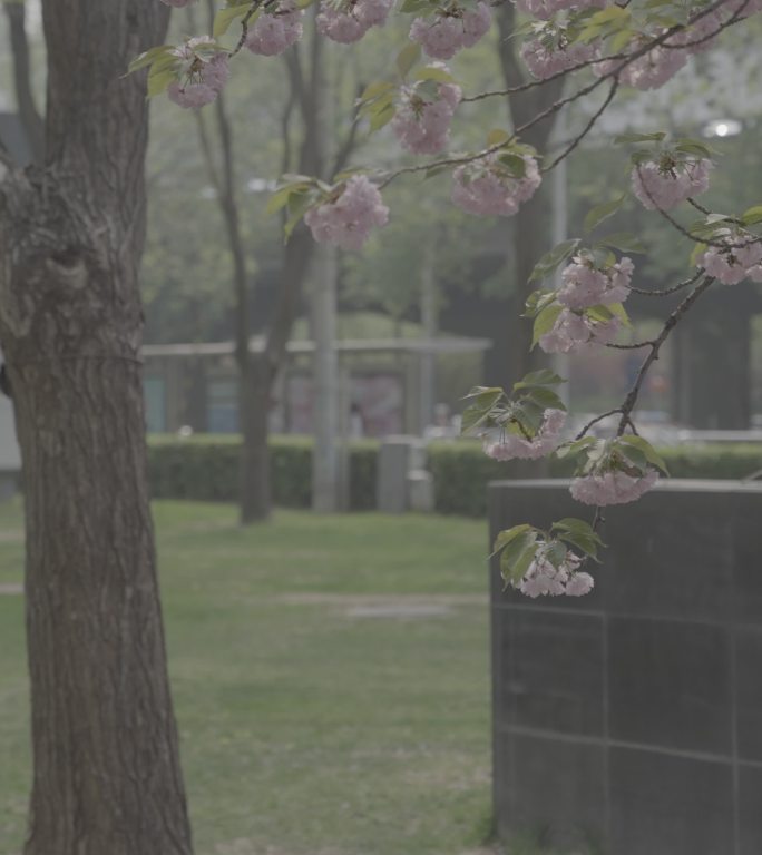 竖屏花开站牌北京国贸CBD环境