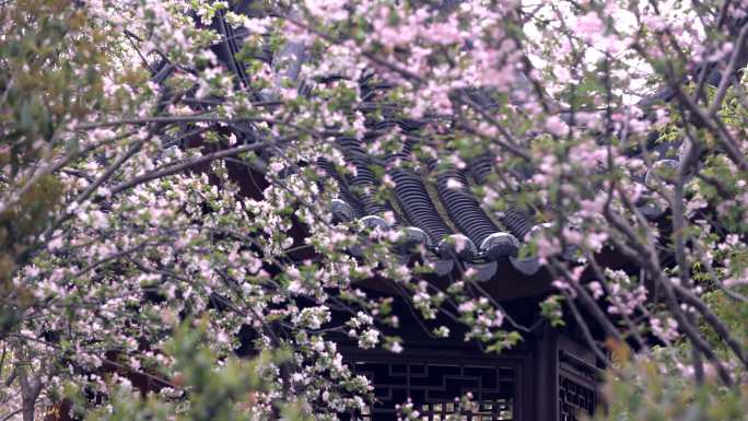 莫愁湖海棠花