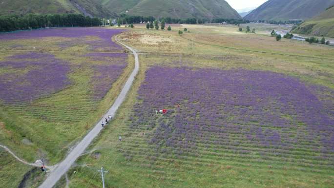 4K川西薰衣草庄园