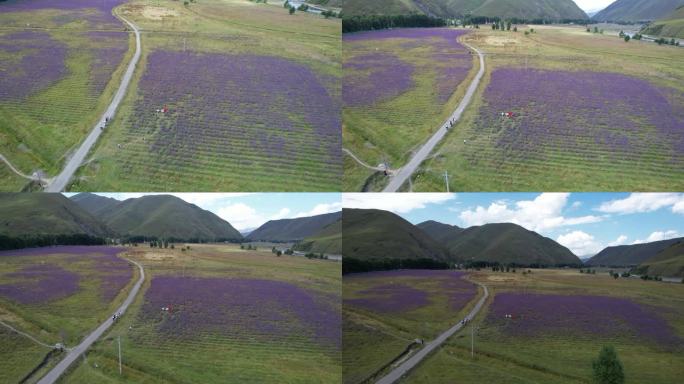 4K川西薰衣草庄园