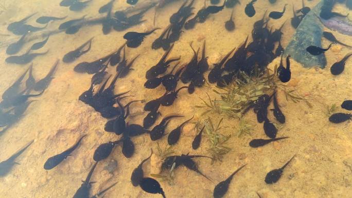 池塘里的一大群小蝌蚪游来游去