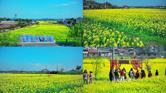 马桥油菜花1080