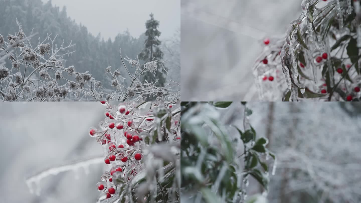 唯美凝冻结冰雾凇景色